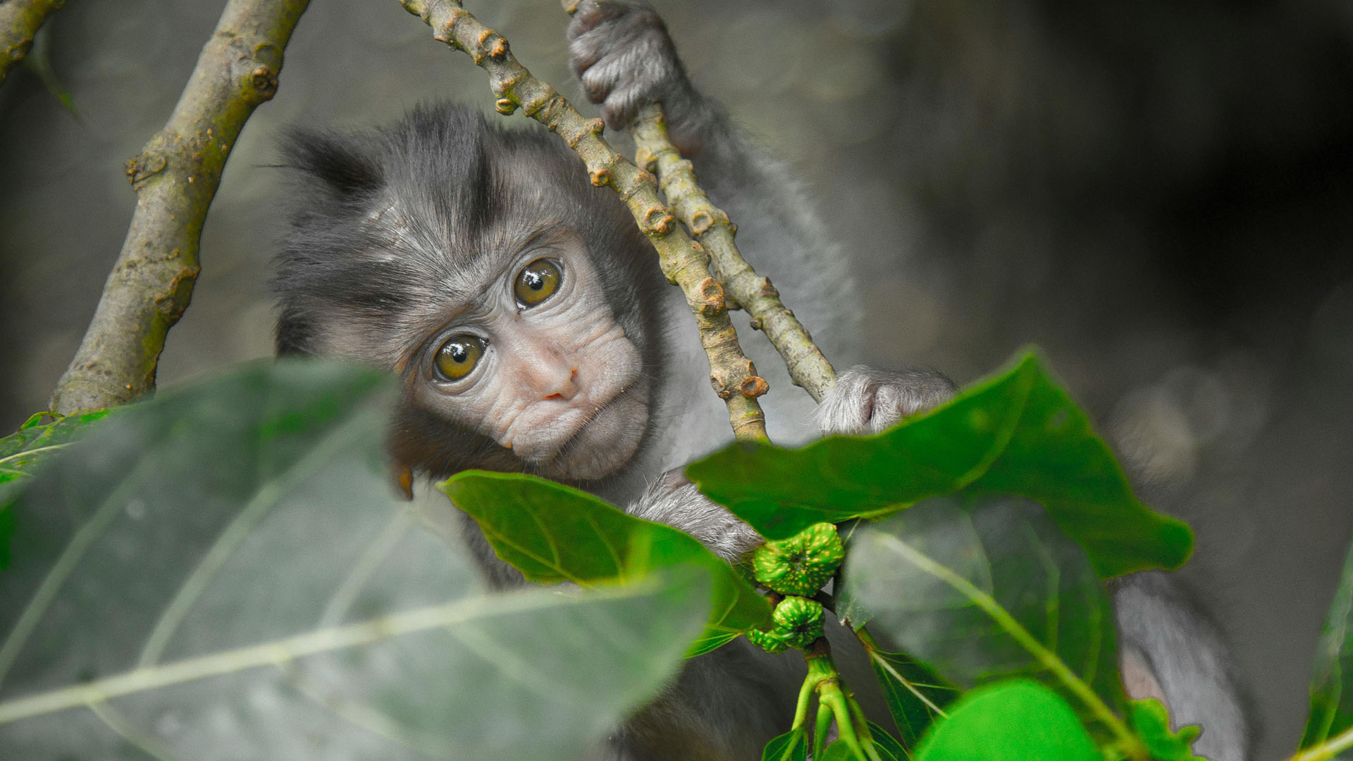 macro su una scimmietta a Bali