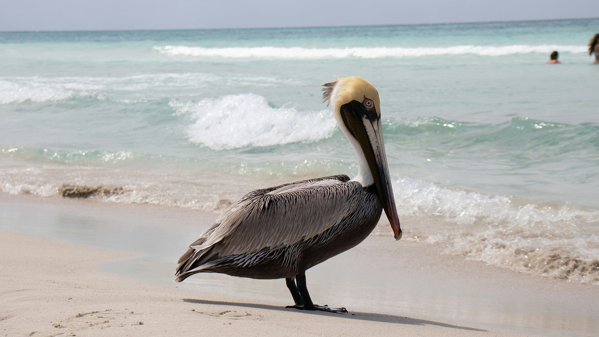 Pellicano in una spiaggia di Cuba