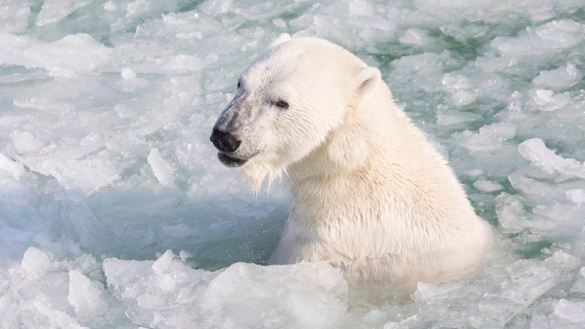 orso polare al Ranua Wildlife Park in Finlandia