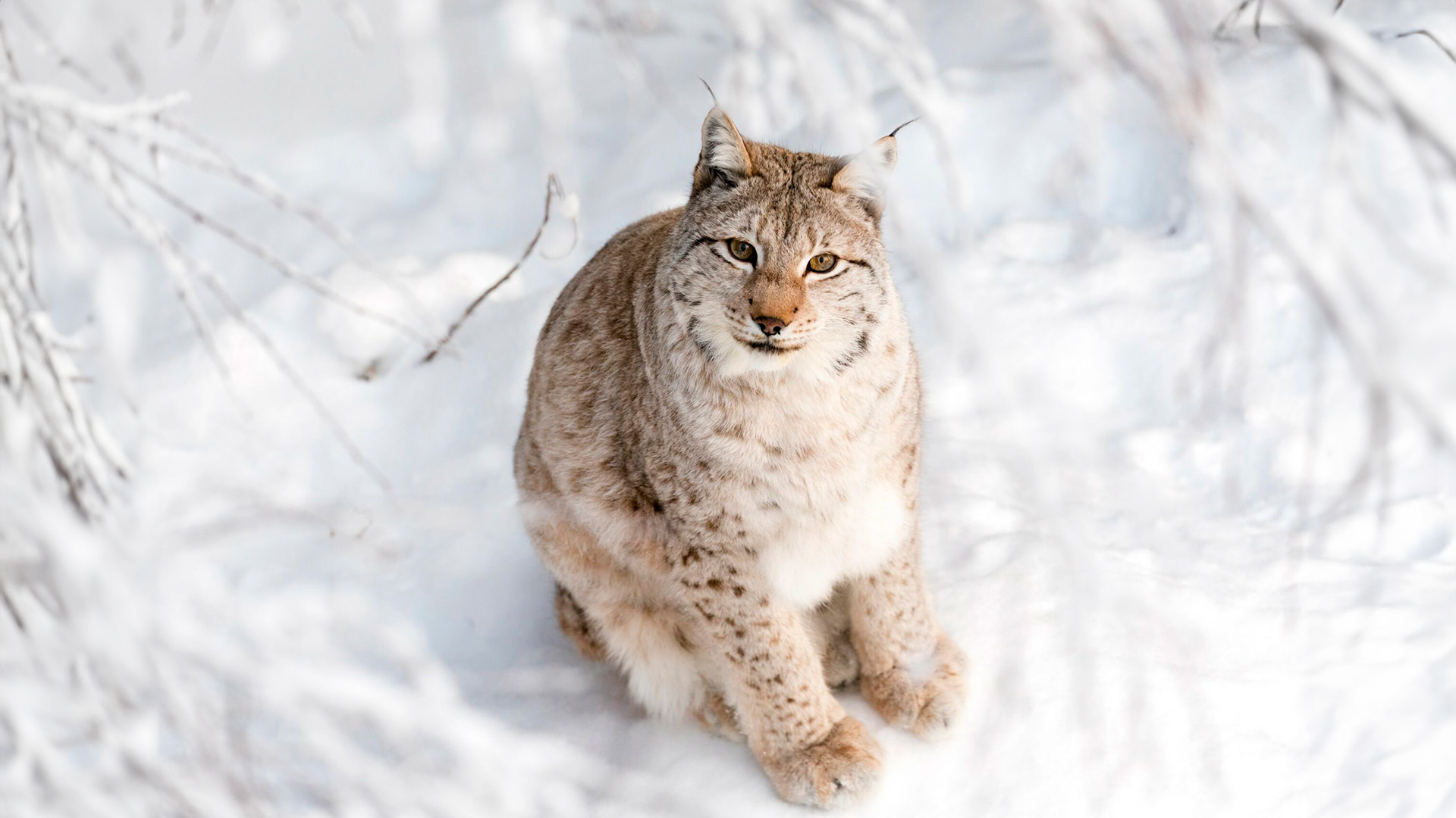 Lince europea al Ranua Wildlife Park in Finlandia