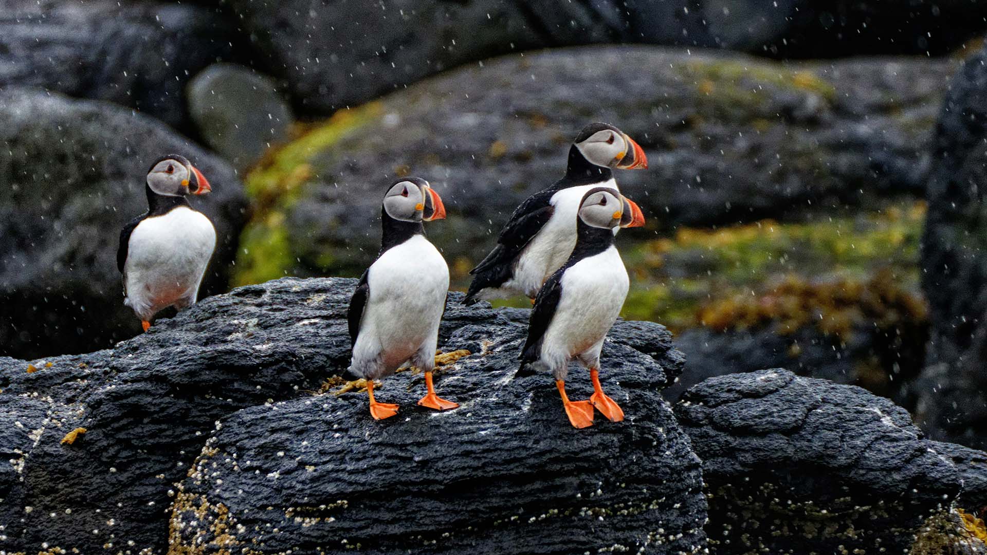 Puffin, pulcinelle di mare, in Islanda