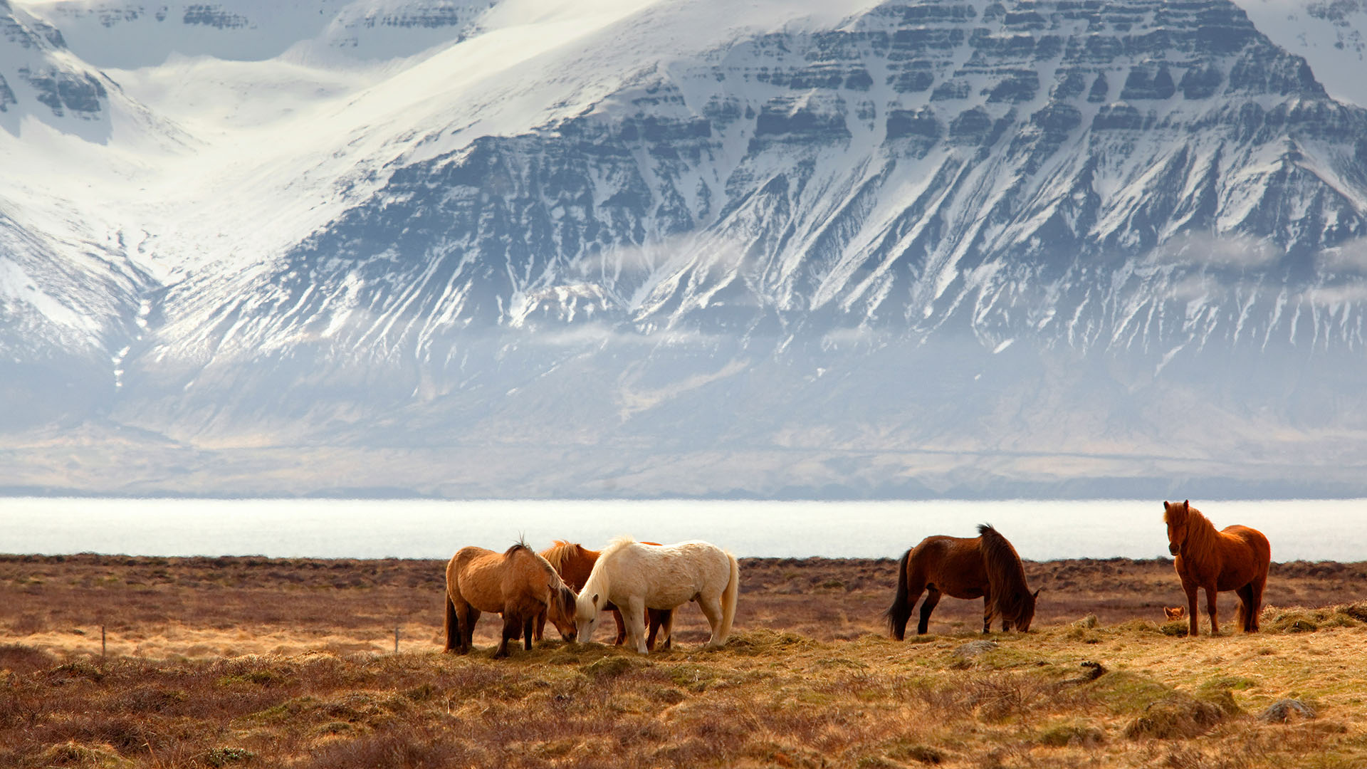 campo con pony islandesi