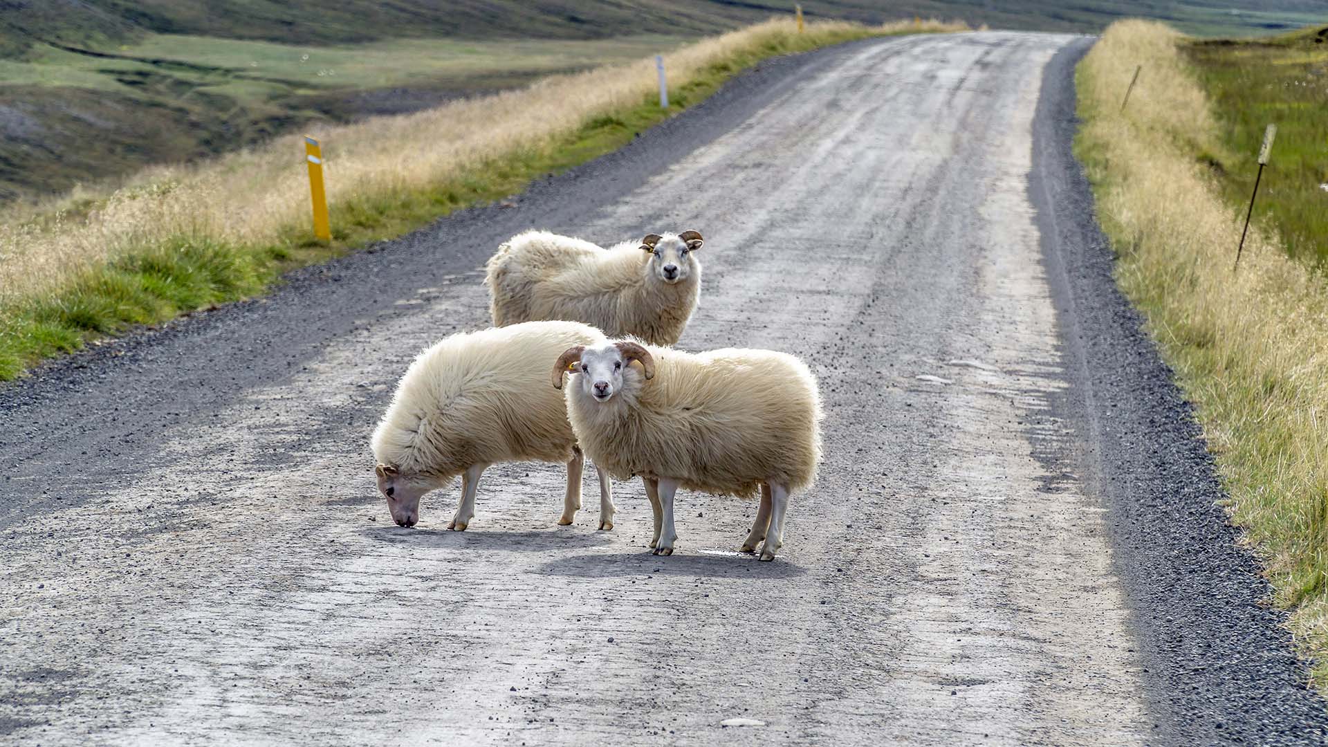 tre pecore islandesi su una strada