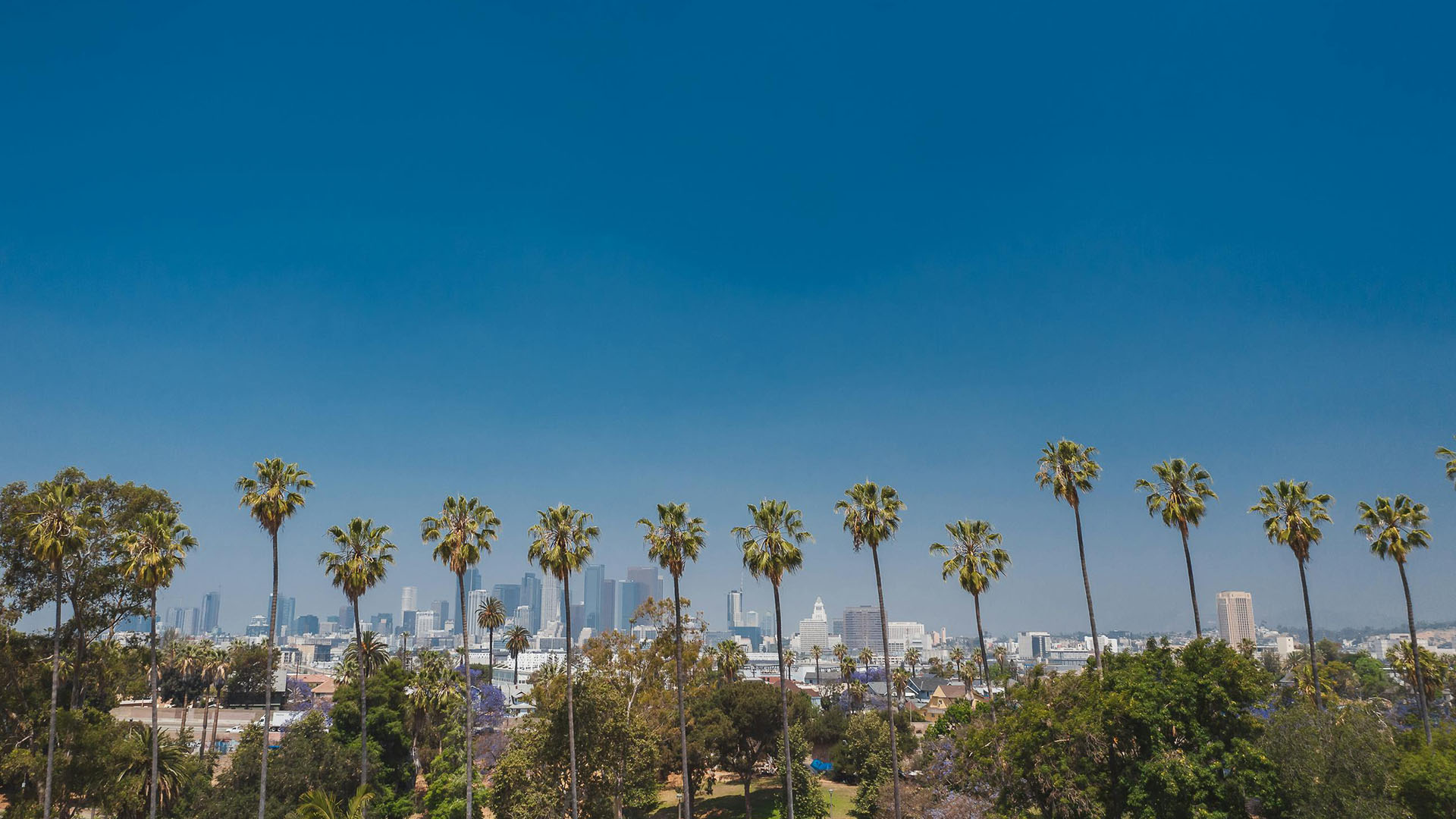 skyline e palme a Los Angeles