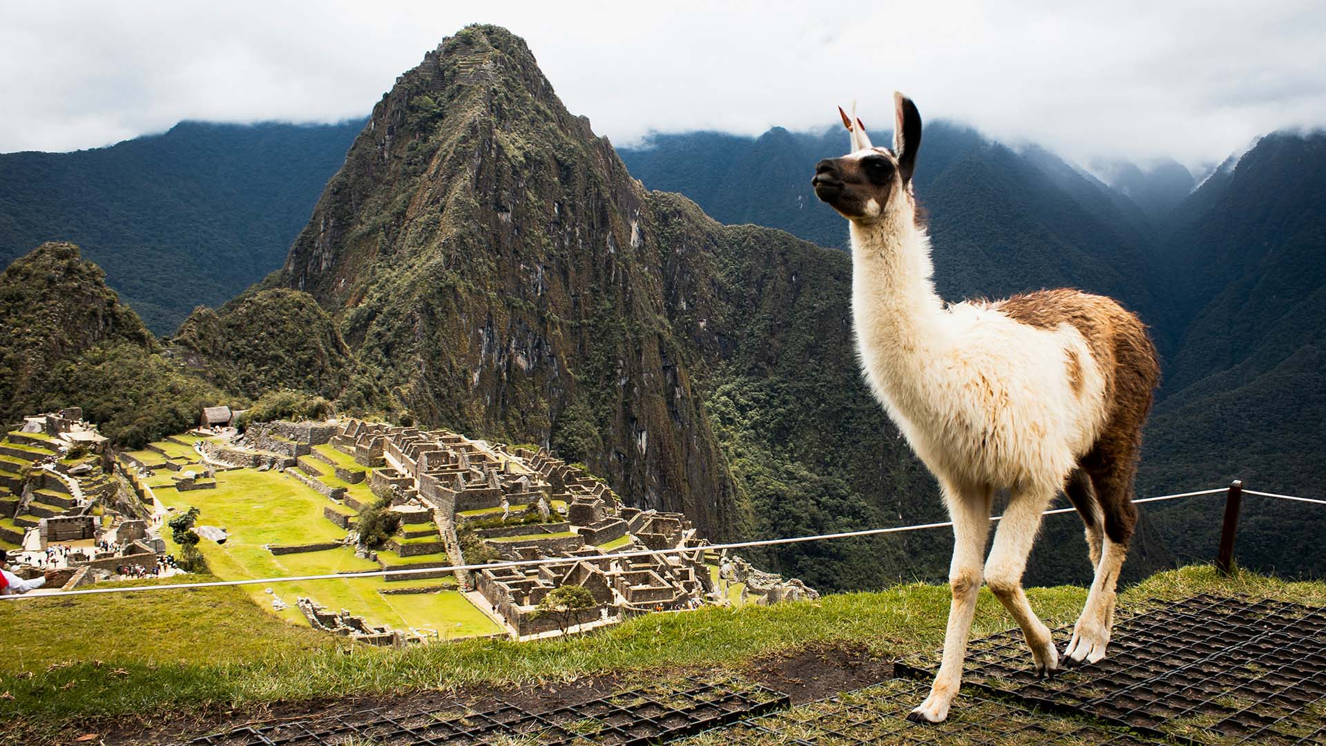 primo piano di un lama con vista sul Machu Picchu in Perù