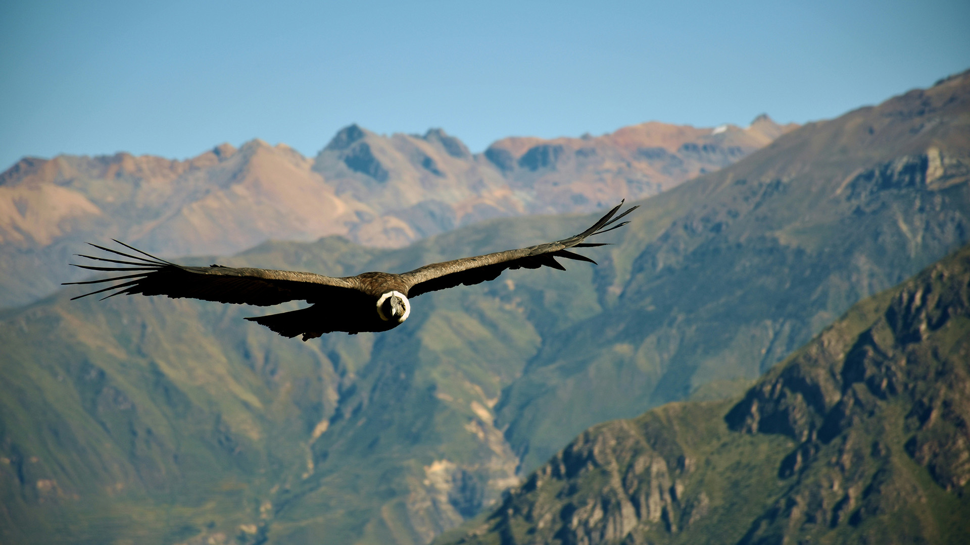 Condor delle Ande in Perù