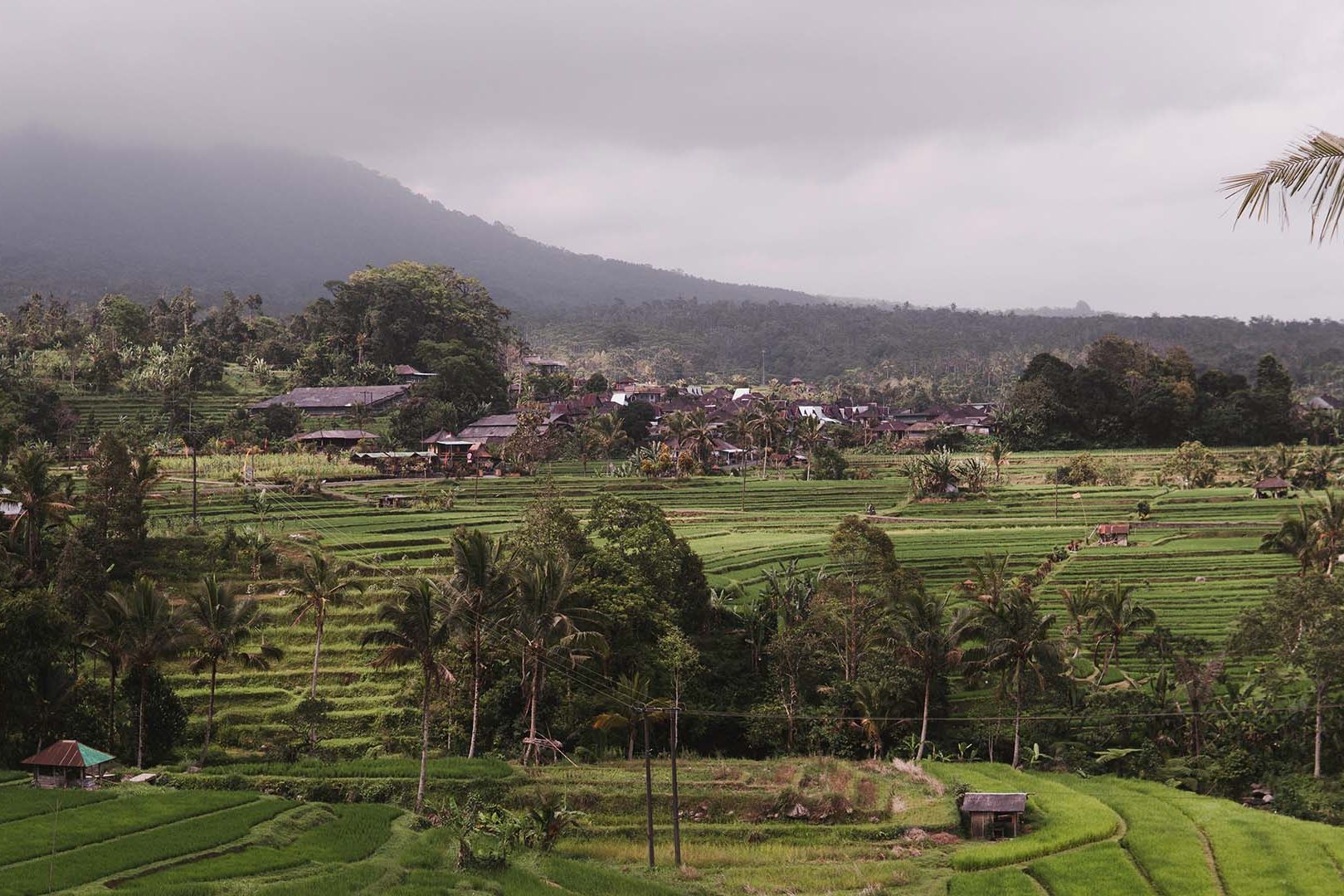 vista sulle Risaie di Jatiluwih in Indonesia