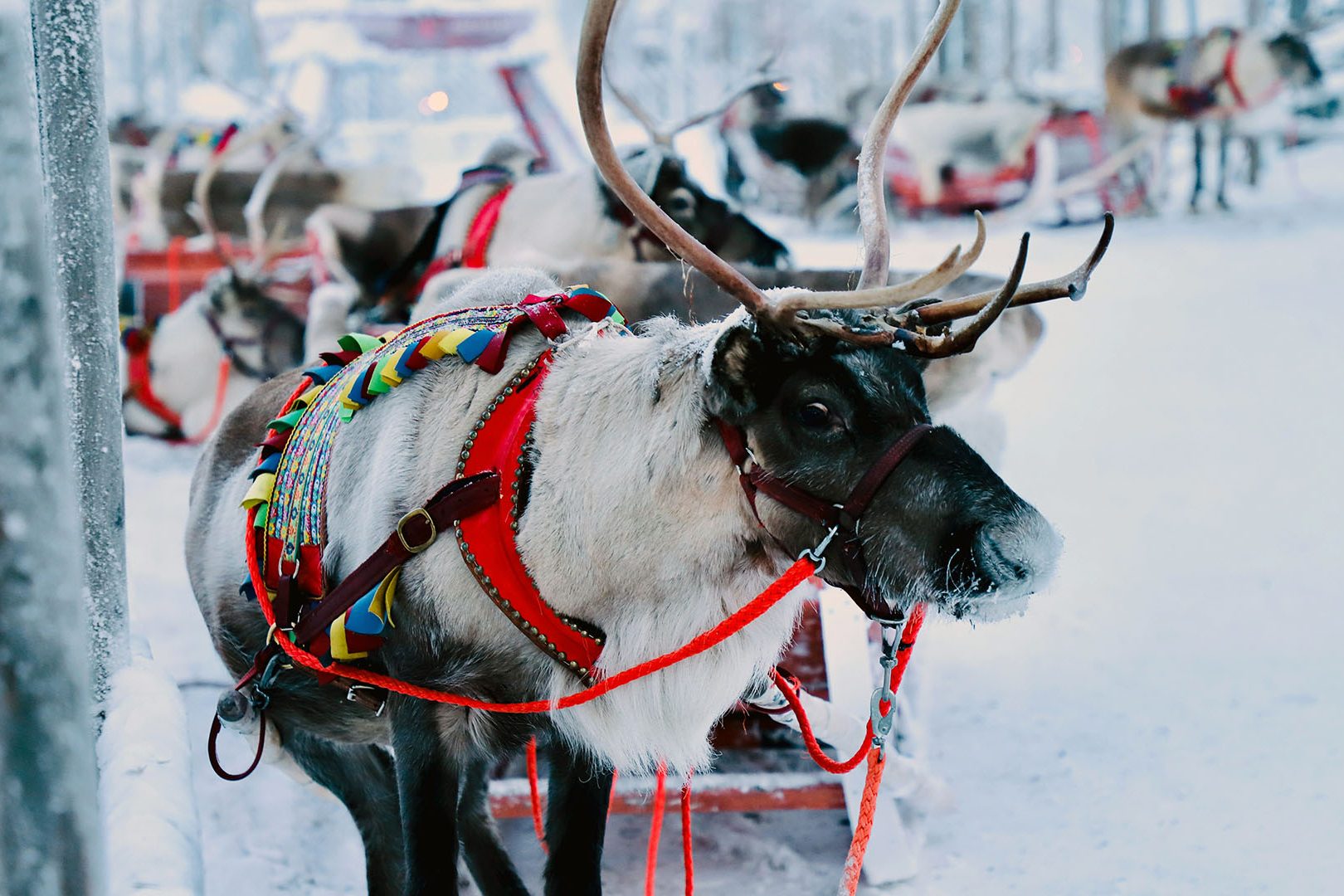 renne sulla neve in Finlandia