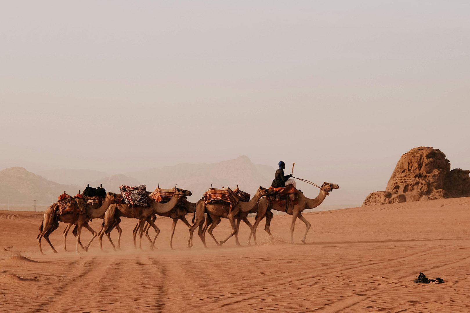 cammelli nel deserto della Giordania