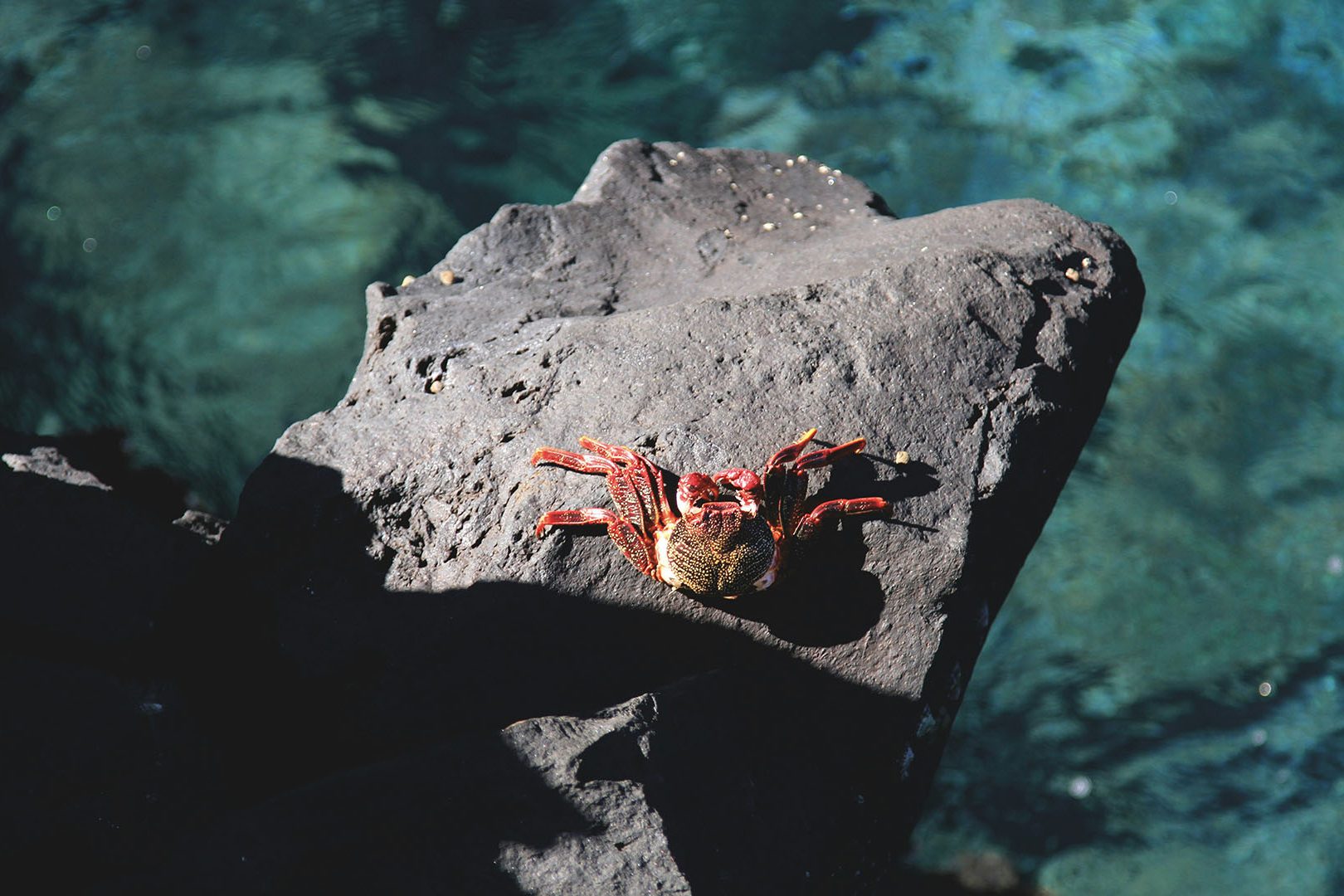 granchio rosso su una roccia